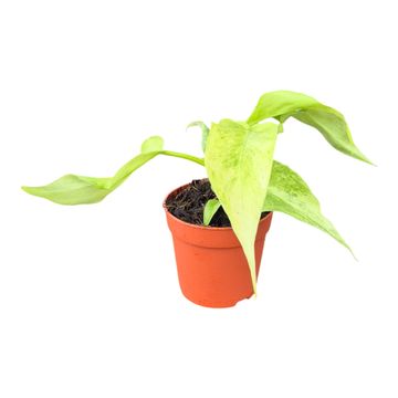 Philodendron 'Bob Cee Variegata'
