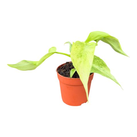 Philodendron 'Bob Cee Variegata'