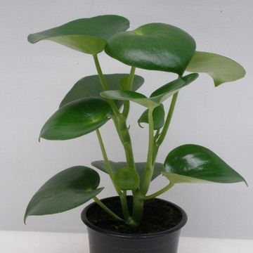 Peperomia polybotrya 'Raindrop'