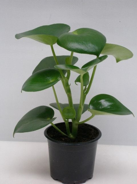 Peperomia polybotrya 'Raindrop'