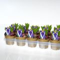 Hyacinthus Гиацинт восточный 'Блу Перл'