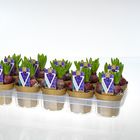 Hyacinthus Гиацинт восточный 'Блу Перл'