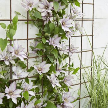 Clematis SAMARITAN JO (EL)
