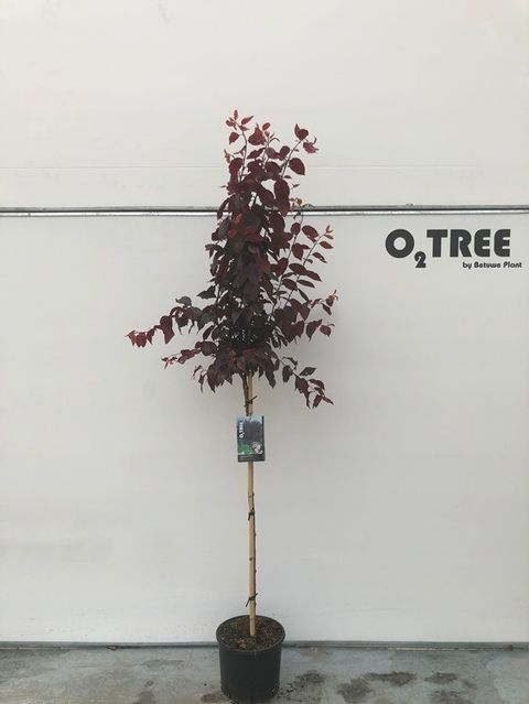 Prunus cerasifera 'Nigra'