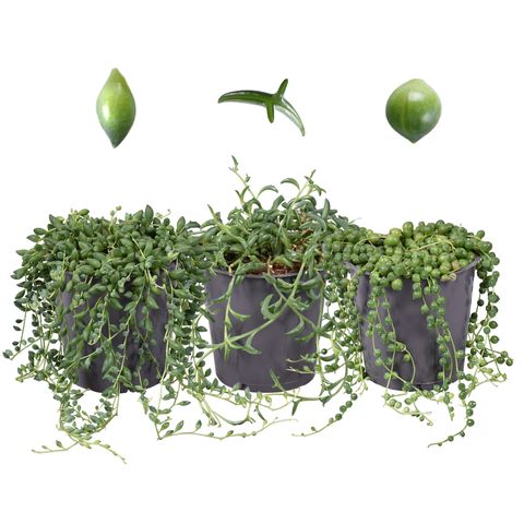 Senecio MIX