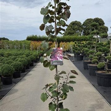 Cercis canadensis 'Merlot'