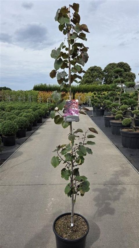 Cercis canadensis 'Merlot'