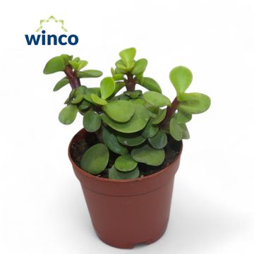 Portulacaria afra