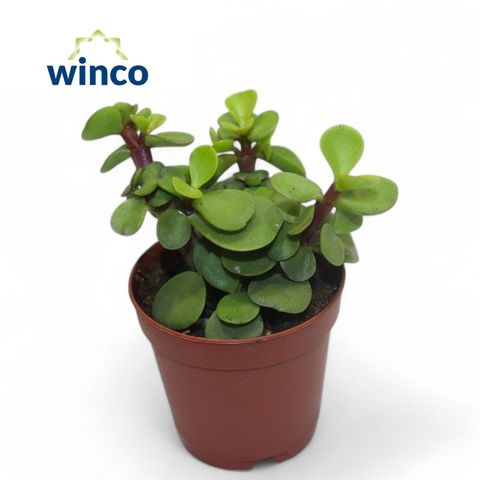 Portulacaria afra