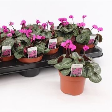 Cyclamen coum PURPLE