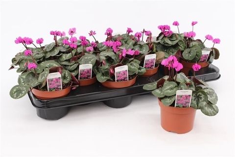 Cyclamen coum PURPLE