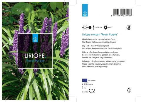 Liriope muscari 'Royal Purple'