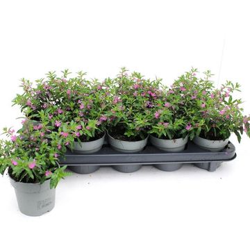 Cuphea hyssopifolia MYRTIS DEEP PINK