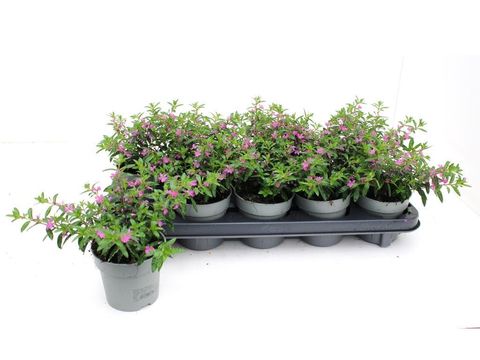 Cuphea hyssopifolia MYRTIS DEEP PINK