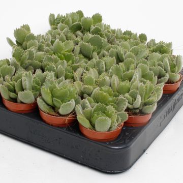 Cotyledon ladismithiensis