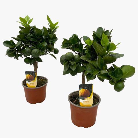 Citrus limetta 'Pursha'