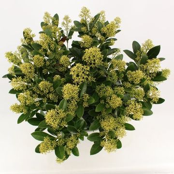 Skimmia japonica 'Finchy'