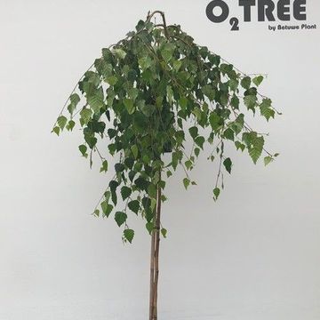 Betula pendula 'Youngii'