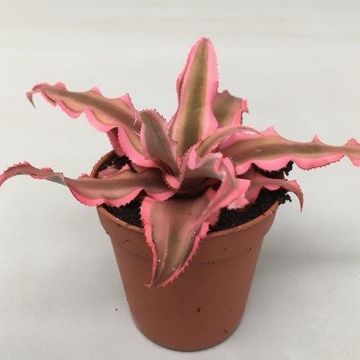 Cryptanthus bivittatus 'Pink Starlite'