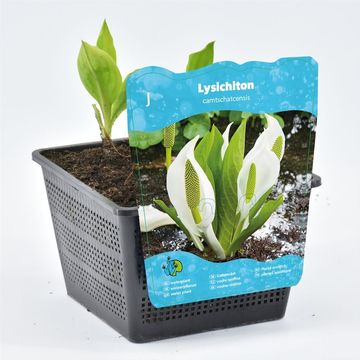 Lysichiton camtschatcensis