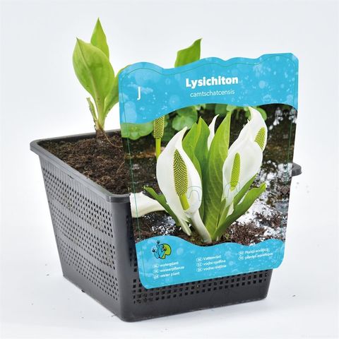 Lysichiton camtschatcensis