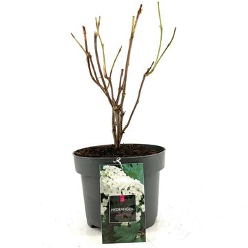 Hydrangea quercifolia 'Pee Wee'