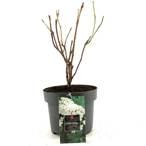 Hydrangea quercifolia 'Pee Wee'