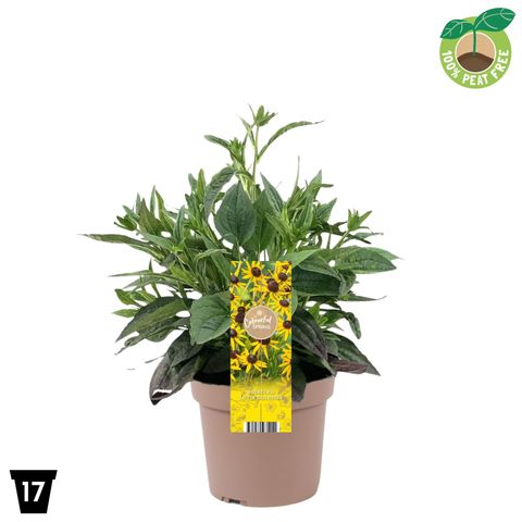 Rudbeckia fulgida 'Little Goldstar'