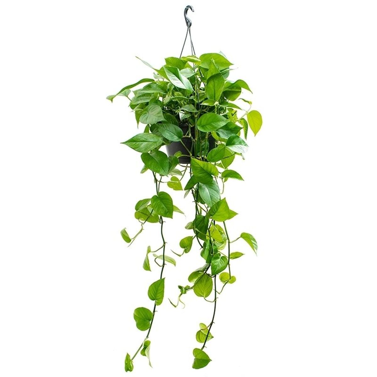 Epipremnum pinnatum — Plant Wholesale FlorAccess