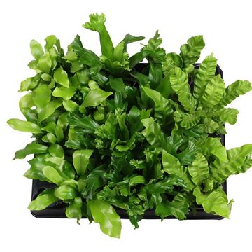 Asplenium MIX