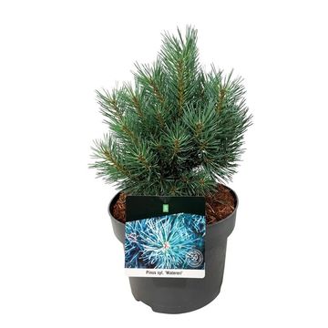 Pinus sylvestris 'Watereri'