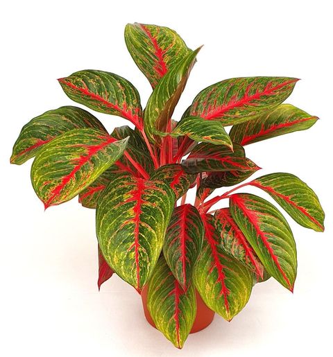 Aglaonema 'Red Emerald'