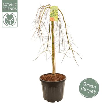 Acer palmatum 'Ryusen'