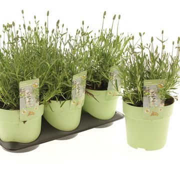 Lavandula angustifolia NOT NORMAL COMPACT WHITE