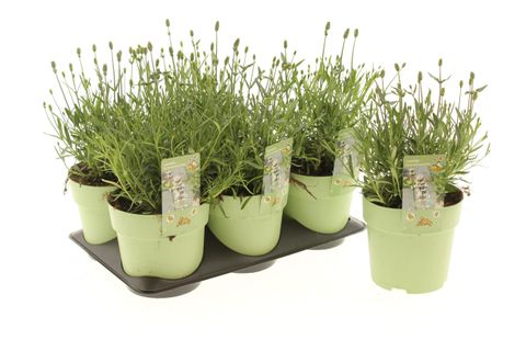 Lavandula angustifolia NOT NORMAL COMPACT WHITE