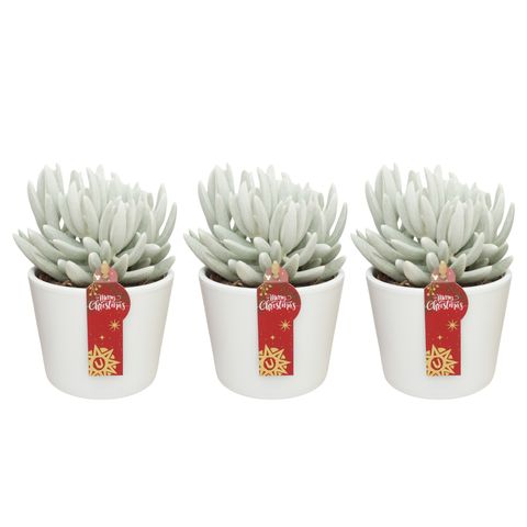 Senecio haworthii 'Mont Blanc'