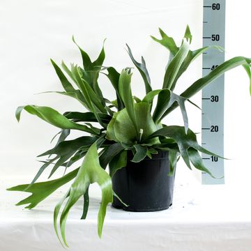 Platycerium alcicorne