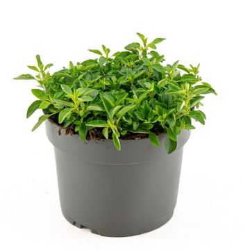 Origanum vulgare 'Compactum'