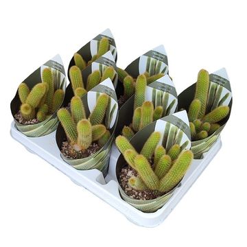 Hildewintera aureispina