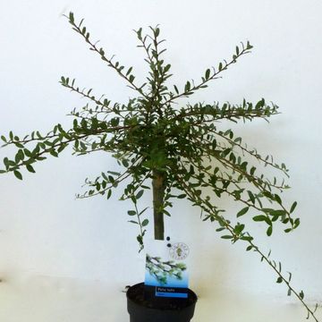 Ива repens 'Iona'