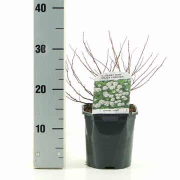 Spiraea betulifolia 'Tor'