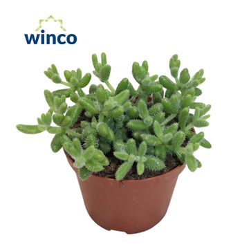 Delosperma echinatum