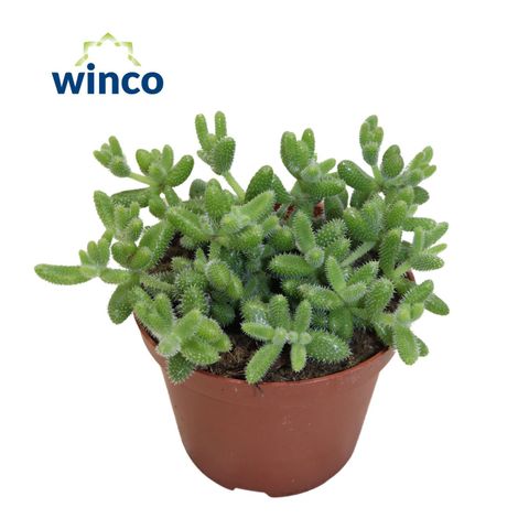 Delosperma echinatum