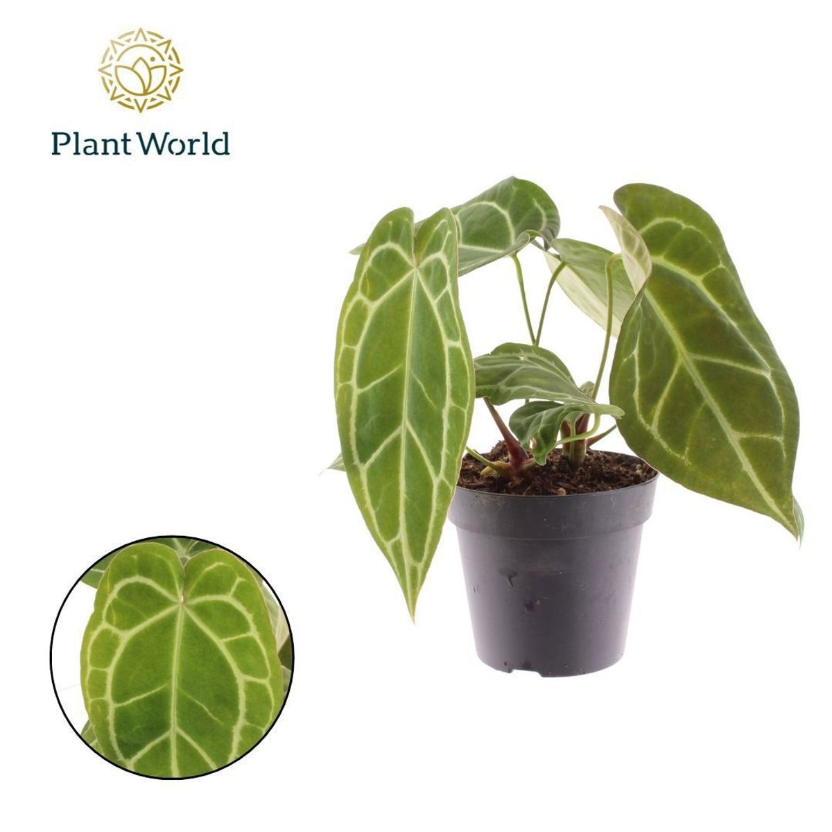 Anthurium crystallinum — Plant Wholesale FlorAccess