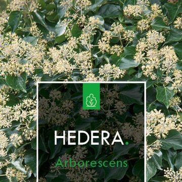 Hedera helix 'Arborescens'