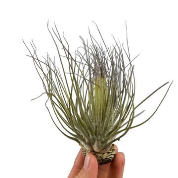 Tillandsia magnusiana