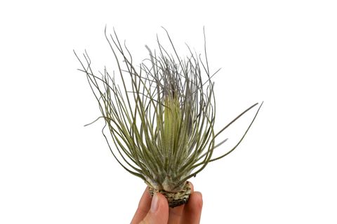 Tillandsia magnusiana