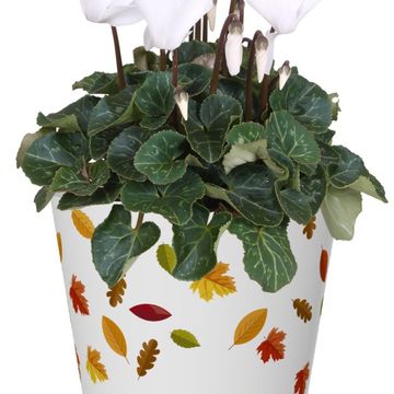 Blommande växter MIX