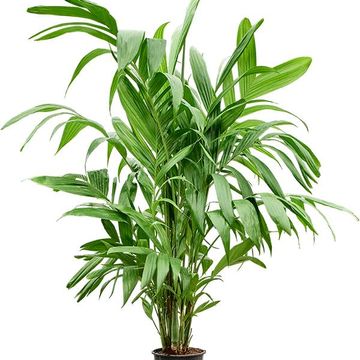 Areca triandra