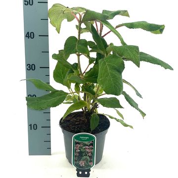 Hydrangea aspera sargentiana